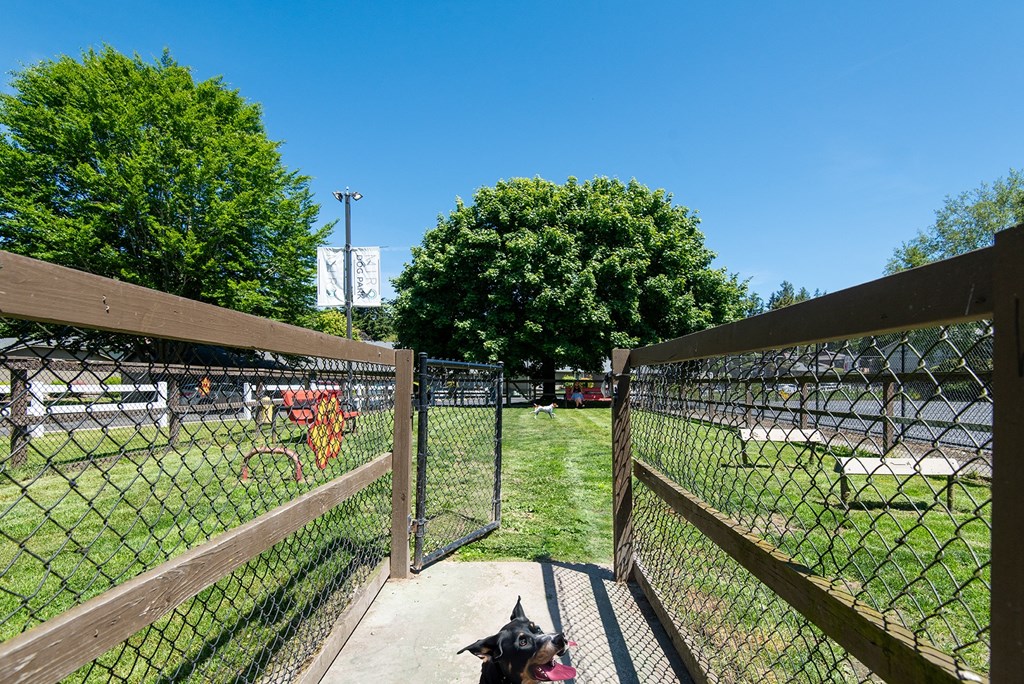 a dog sitting on a bench in front of a fence