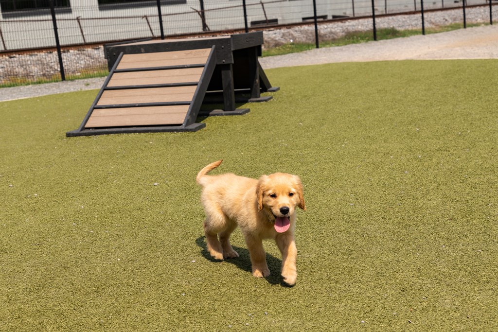 a golden retriever puppy running on the grass