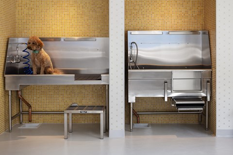 a dog sitting in a kitchen with a sink