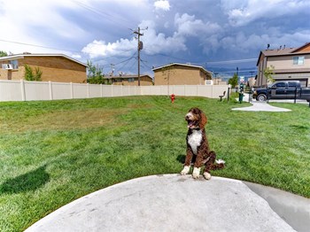 dog park - Photo Gallery 14