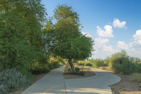 a winding road with a tree on the side of the road