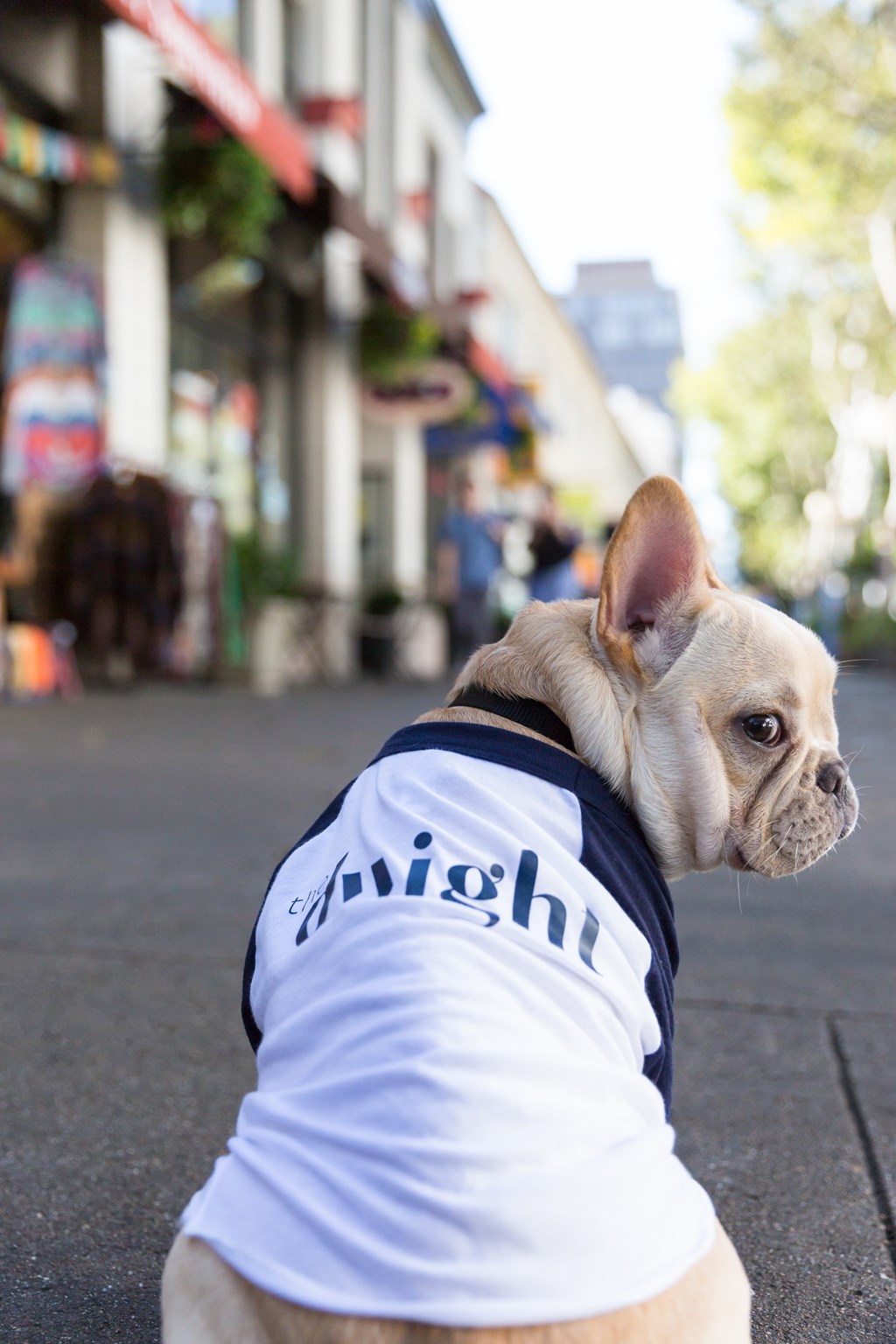 A dog wearing a white shirt with the word "night" on it sits on the street.