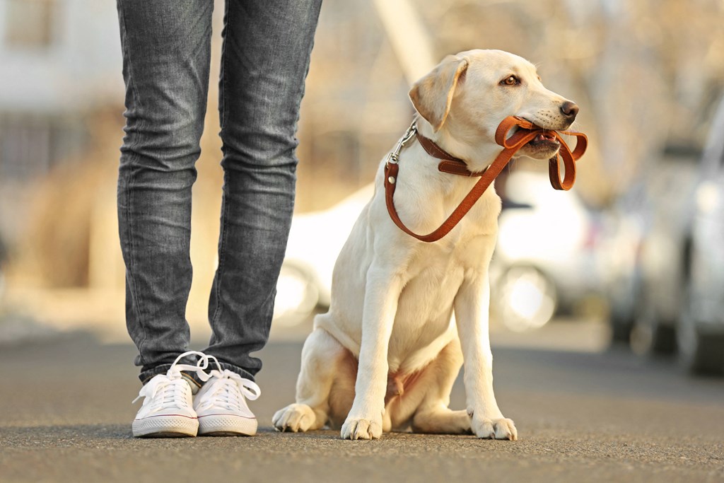 a dog sitting next to its owner with a leash in its mouth