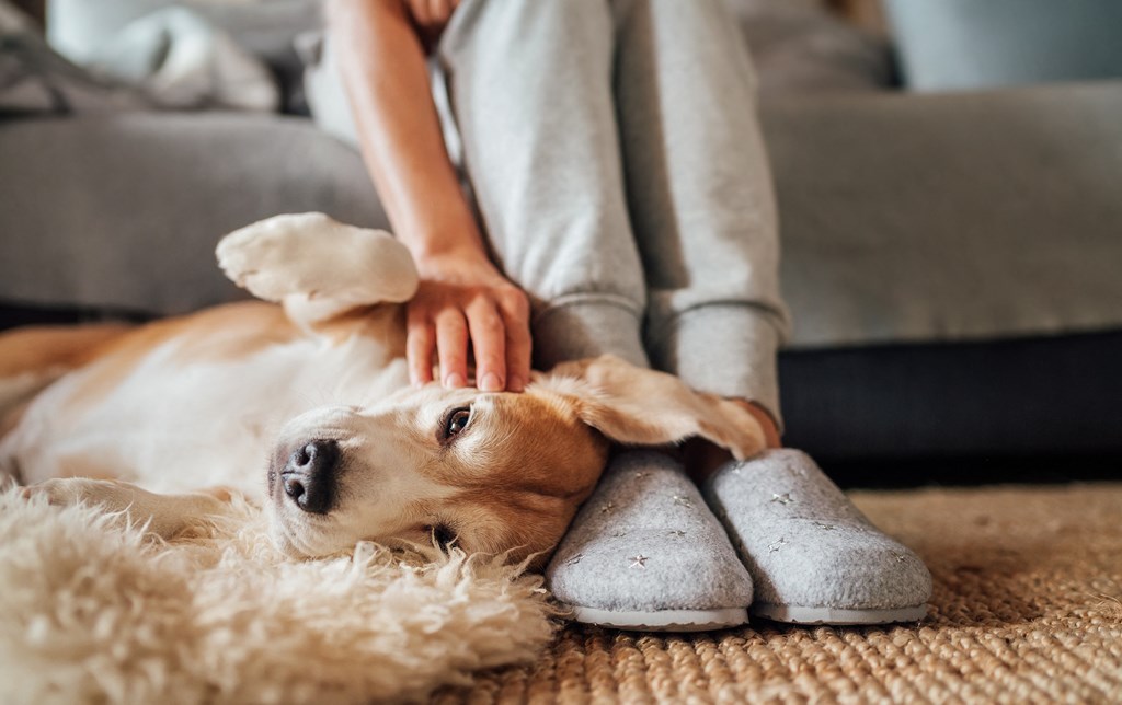 a person petting a dog on the floor