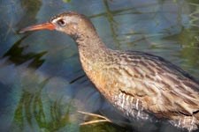 a brown bird is in the water