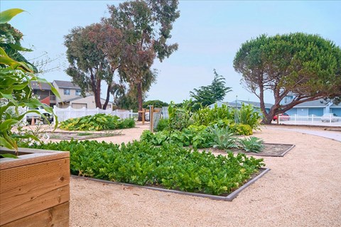 A garden with a variety of plants and trees.