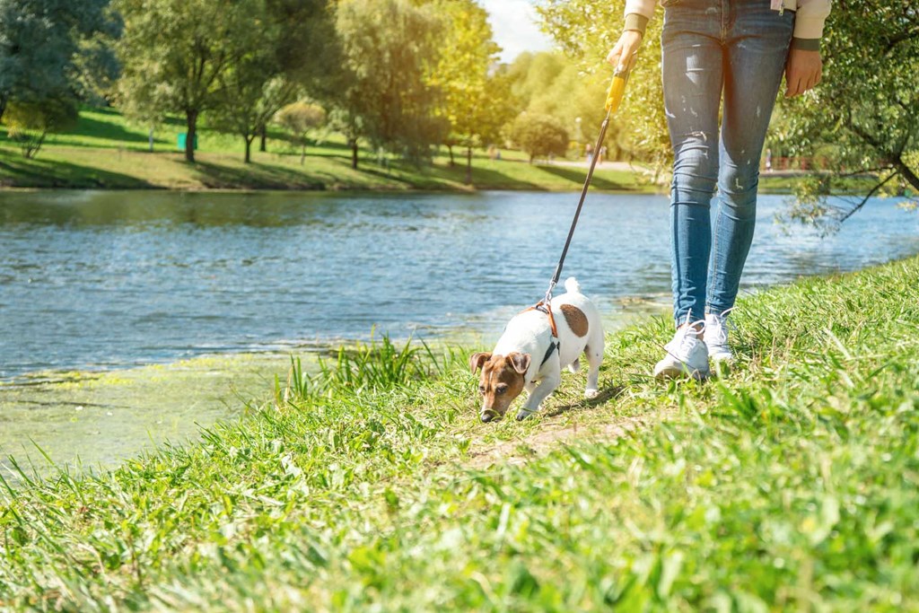 a woman walking her dog on a leash near a lake