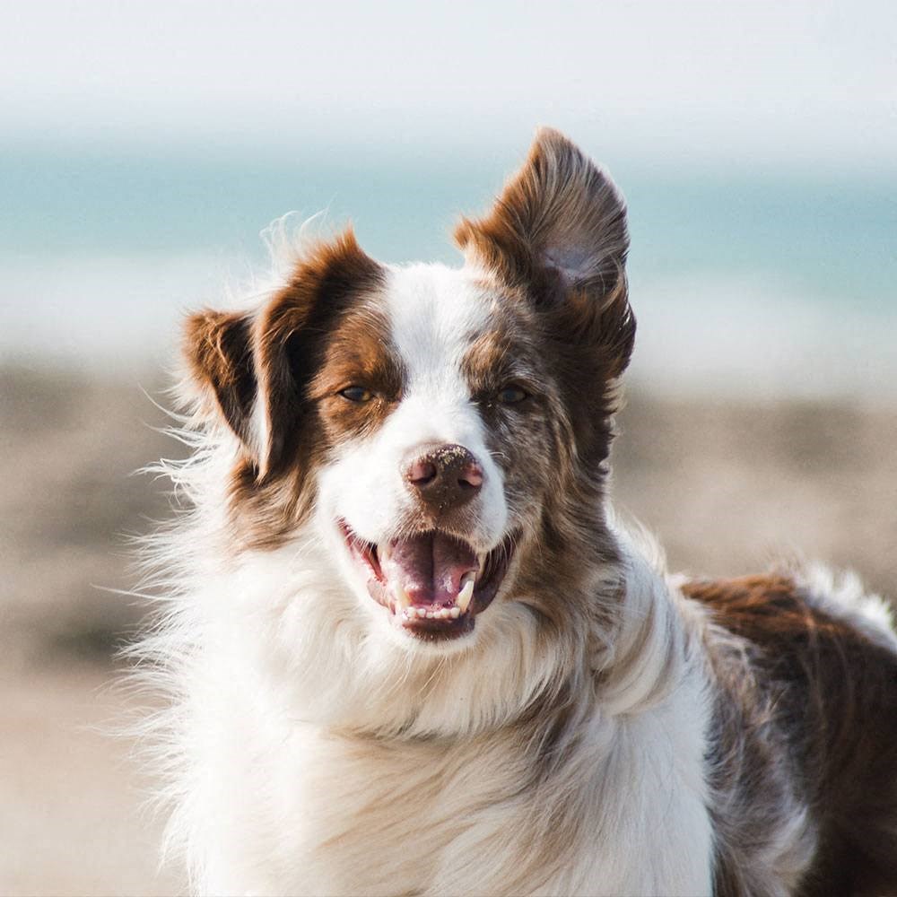 a brown and white dog standing on a beach