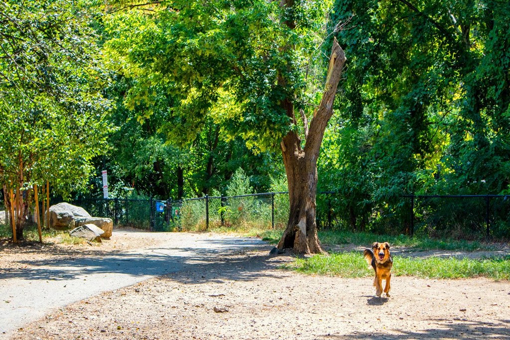 A dog is walking on a dirt path in a wooded area.