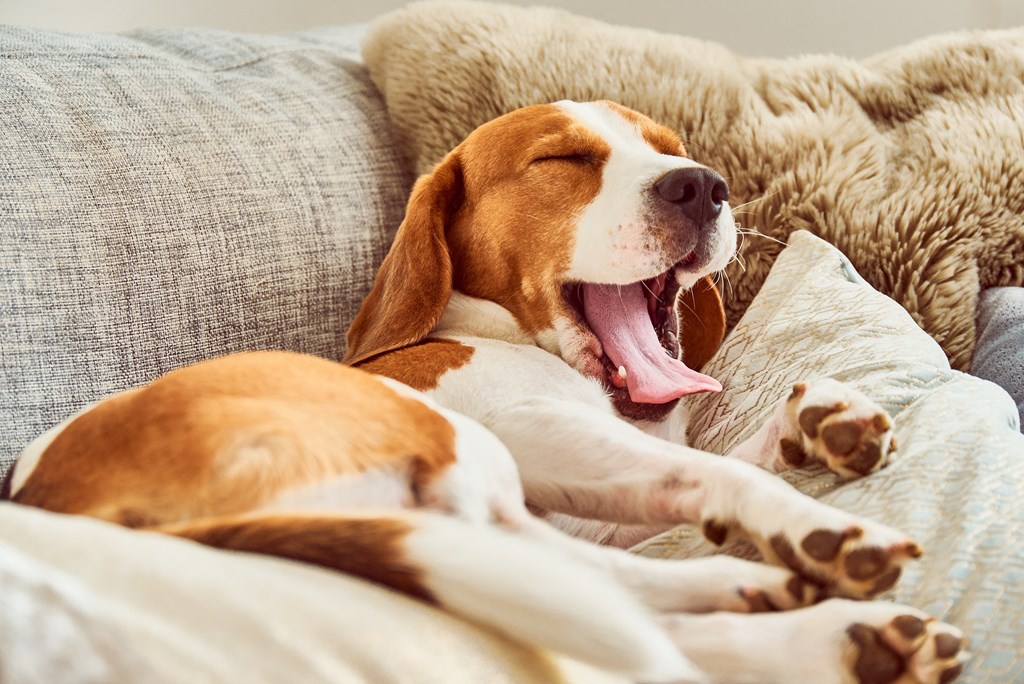 Dog