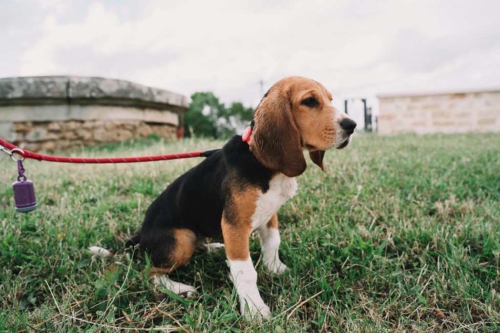 a dog on a leash sitting in the grass