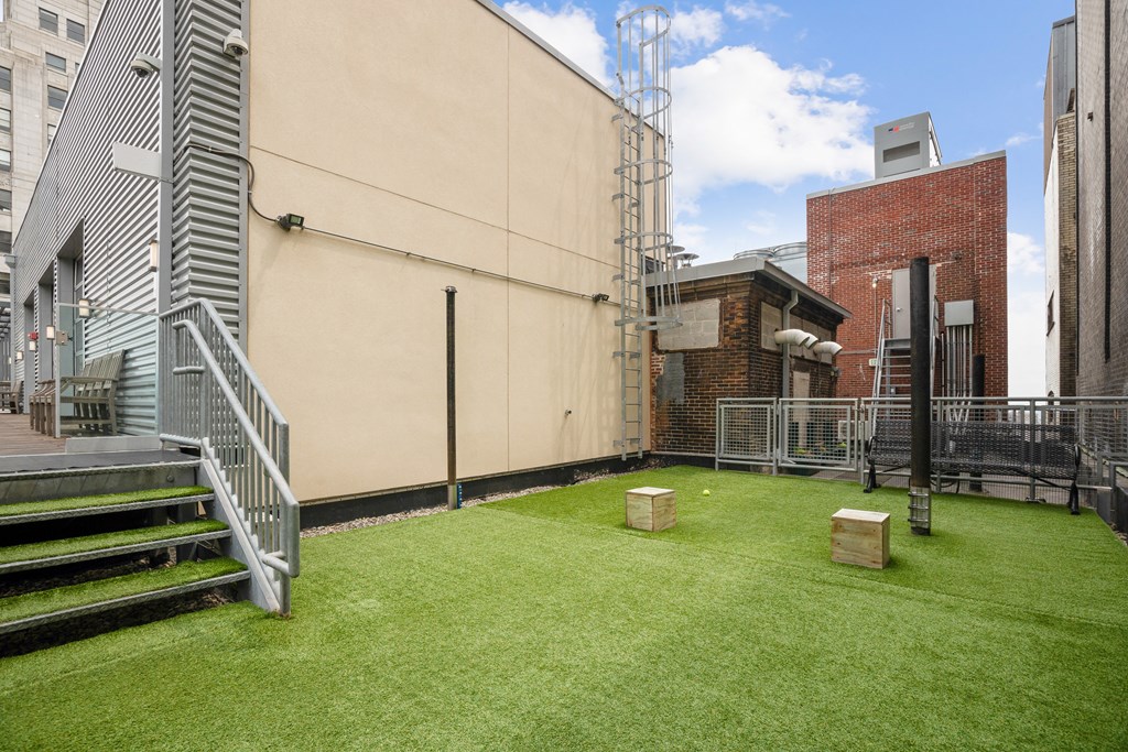 rooftop dog park