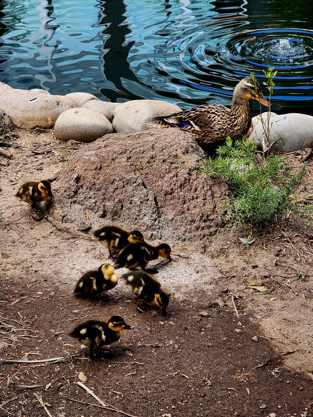 a mother duck and her ducklings by the water