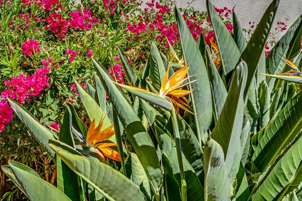 A close up of a green leafy plant with yellow and orange flowers.