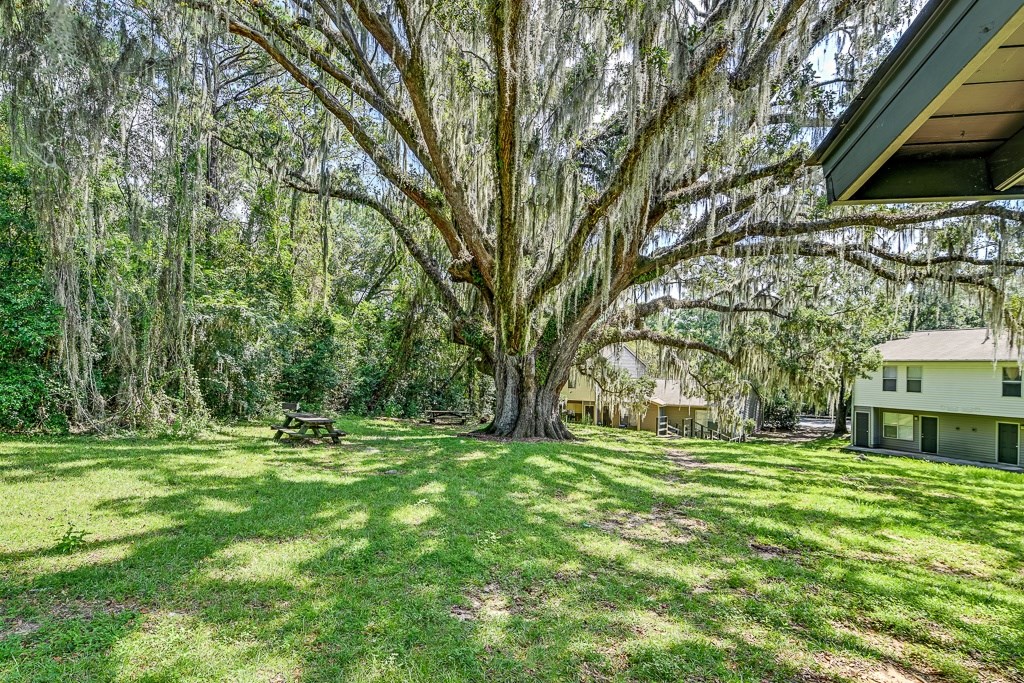 A large tree in a yard with a picnic table.