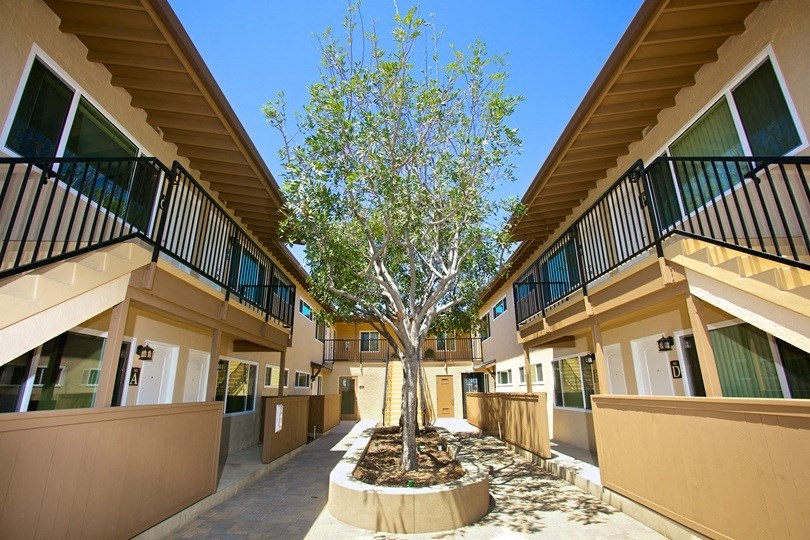 a tree in the middle of a courtyard between some buildings