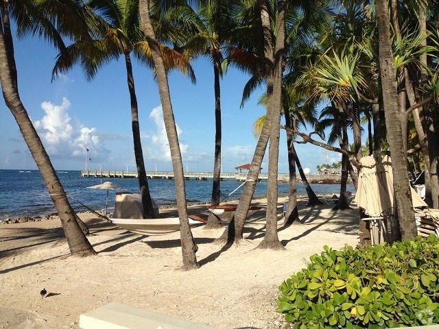 A beach scene with palm trees and a bench.