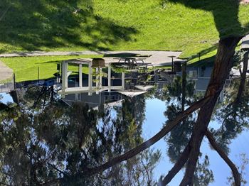 reflection of trees in the water at a dock