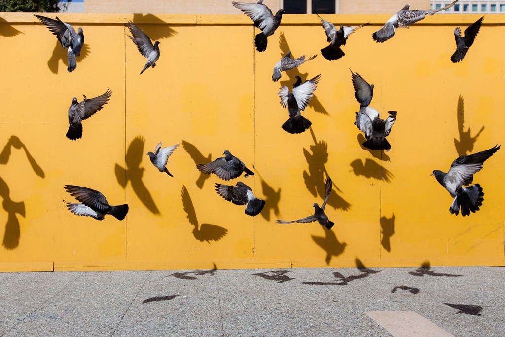 a flock of pigeons flying in front of a yellow wall at L Seven, San Francisco, 94103