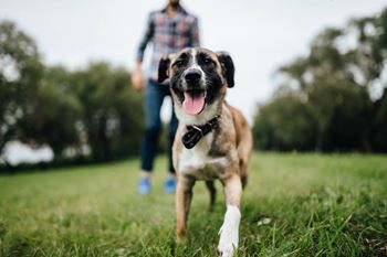 Happy Dog at Verona at Boynton Beach in Boynton Beach, Florida
