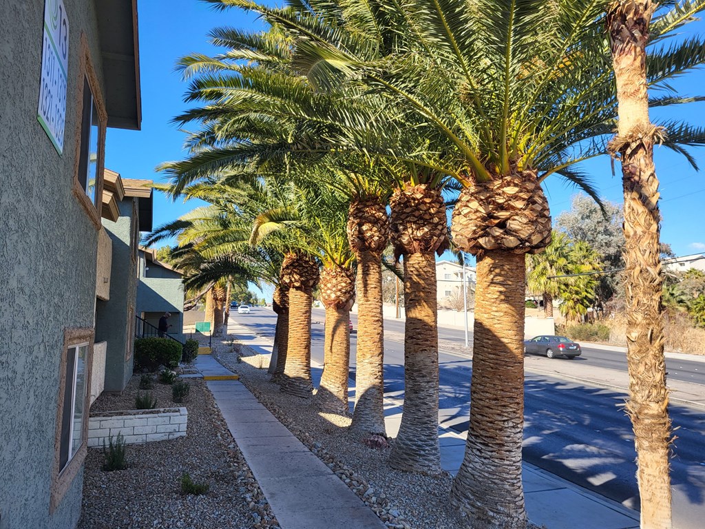 a row of palm trees in front of a building at Sunset Winds Apartments in Henderson, Nevada
