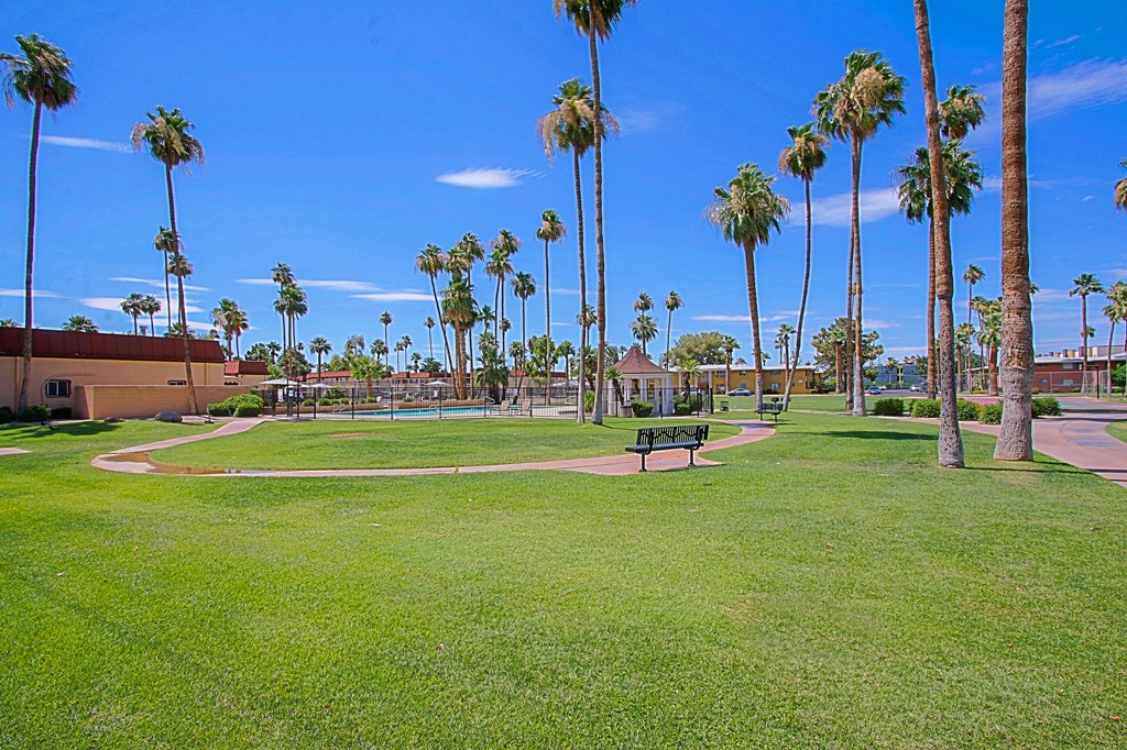 a park with palm trees and a bench