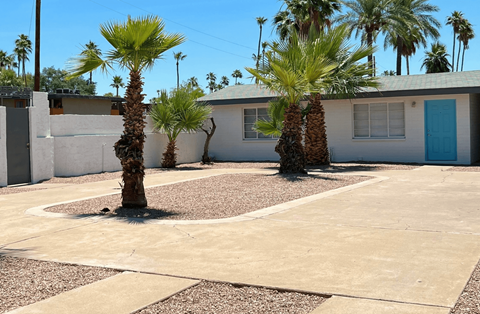 A palm tree in a driveway with a house in the background.
