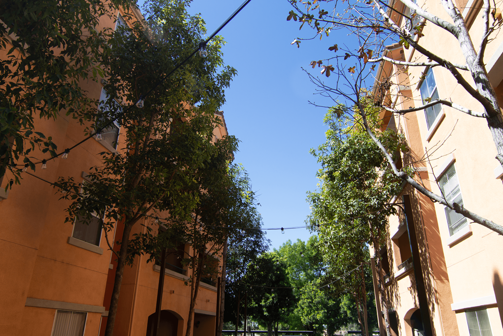 A tree in front of a building with a clear blue sky.