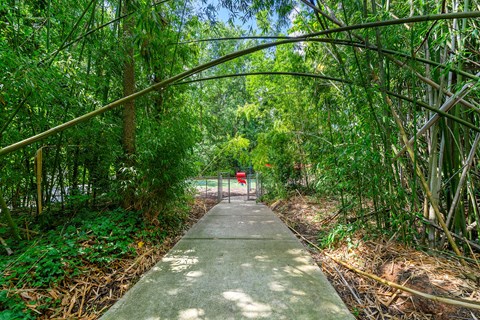 Walkway under a canopy of trees at Georgian Oaks Apartments, Smyrna , 30080