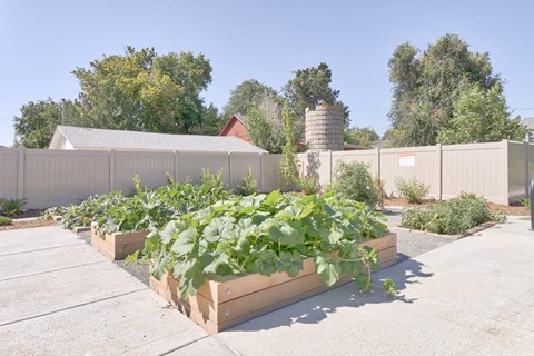 a vegetable garden in a yard in front of a fence