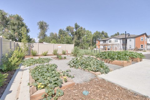 a community garden with a fence and houses in the background