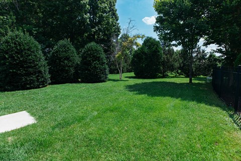 A lush green lawn with trees and a fence.