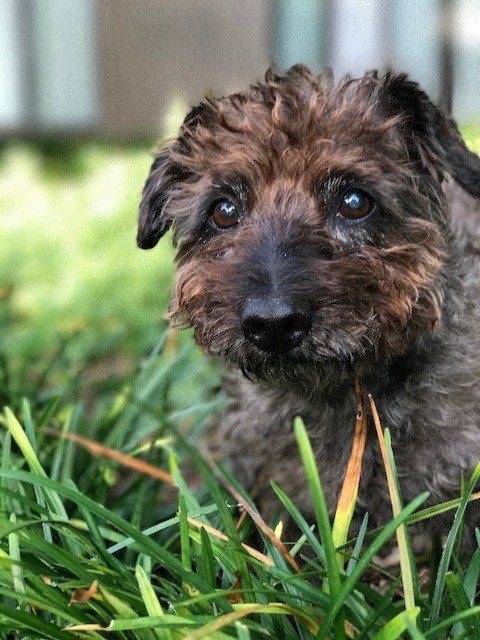 Bring your fur-babies!