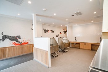 Dog Spa