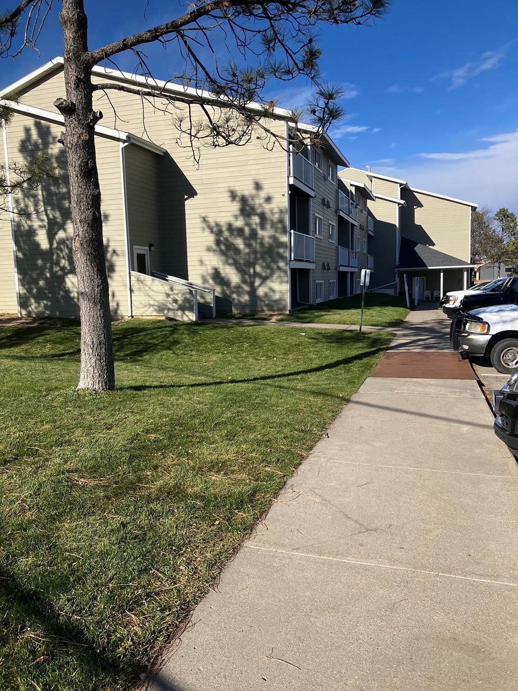 A tree stands in front of a building with a white picket fence.