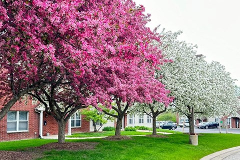 A row of trees with pink blossoms in front and white blossoms in the back.