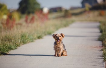 Walking Path Walking Paths - Photo Gallery 5