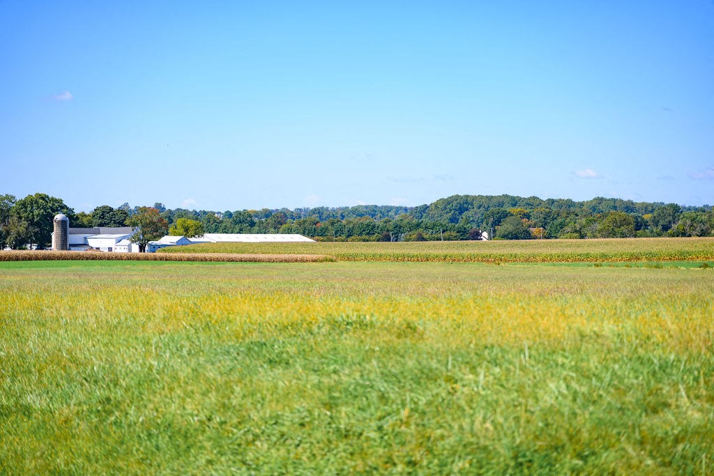 A field of yellow flowers with a house and trees in the distance at Madison Prickett Preserve, Yardley