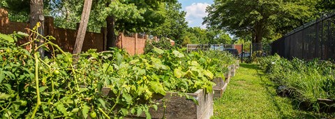 Community garden at Mayfair Mansions