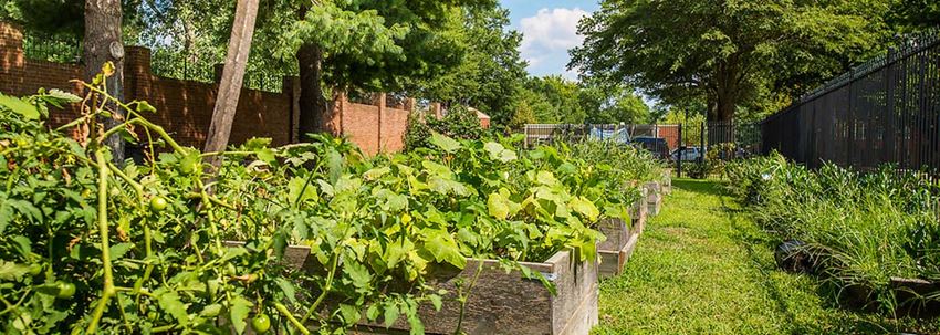 a row of plants in a garden