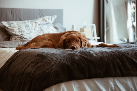 a dog laying on a bed in a bedroom