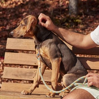 Dog Spa and Fenced Dog Park