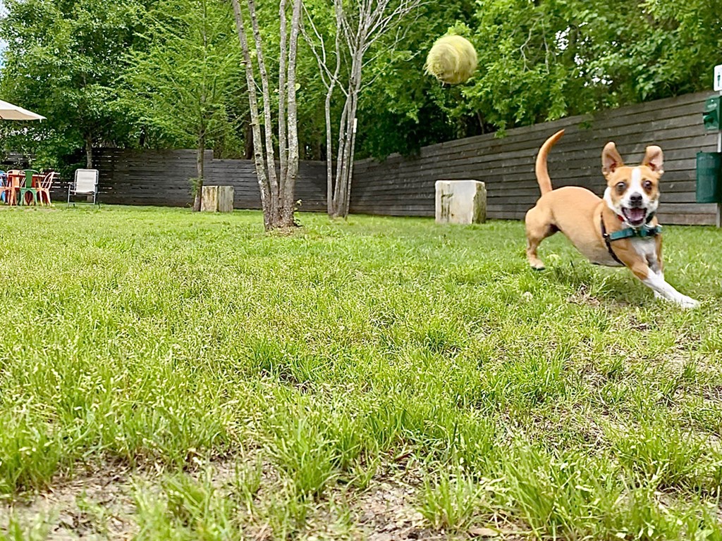 Thornton Flats - Dog Park