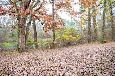 A forest with trees and leaves on the ground.