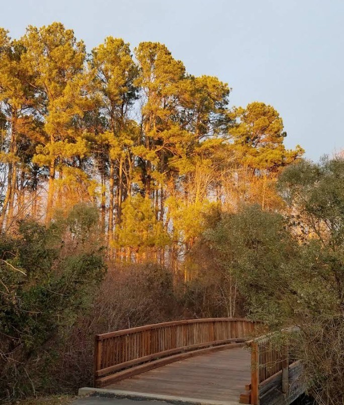 A wooden bridge crosses a small stream in a forest of tall trees.