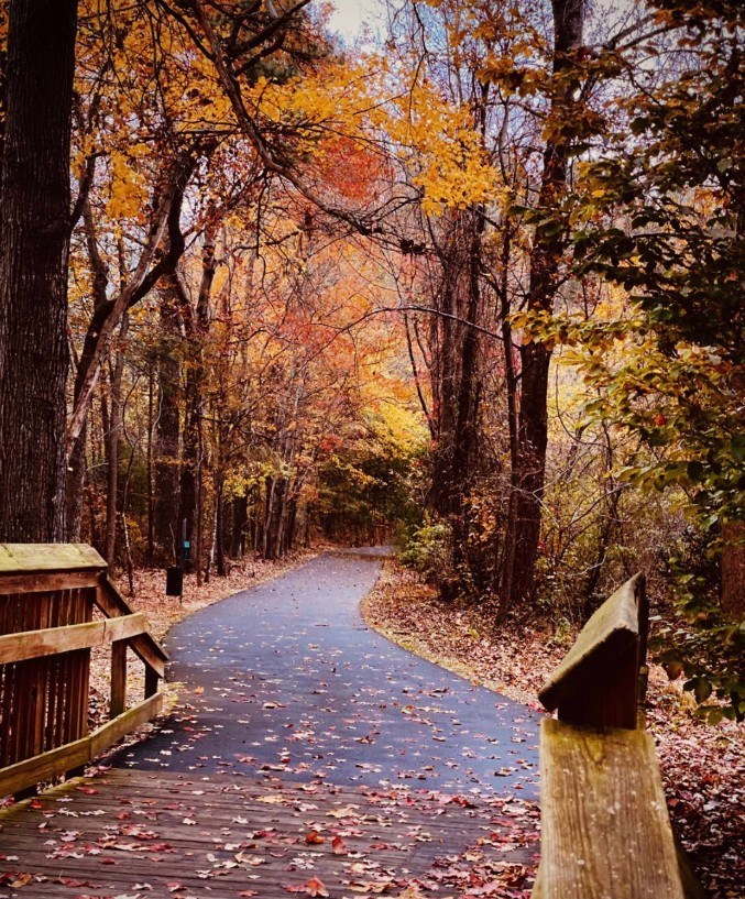 A wooden boardwalk leads through a forest in autumn.