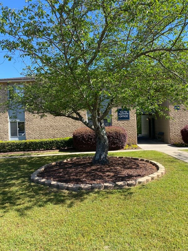 A tree in front of a building with a sign that says "OFFICE".