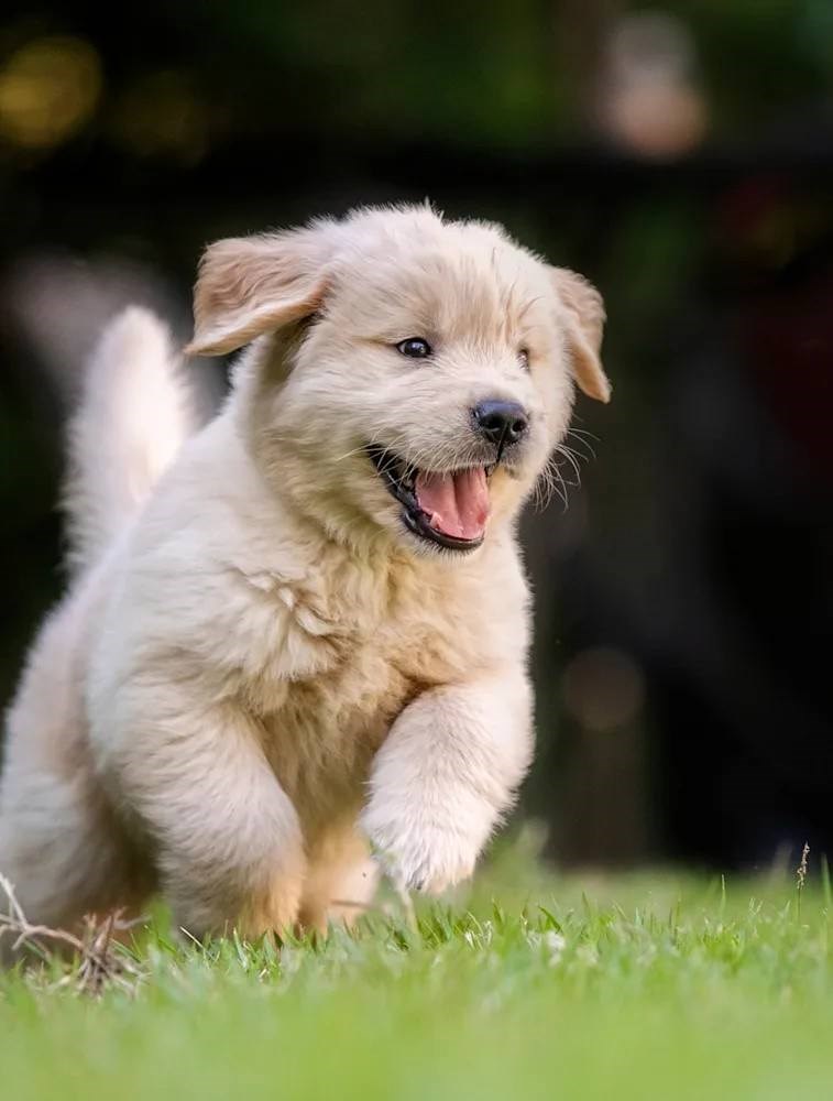 A small, fluffy white puppy is running on the grass.