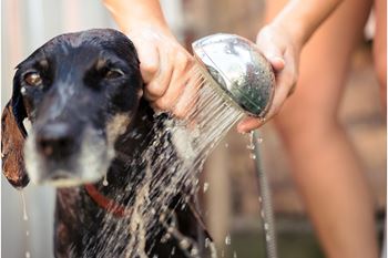 A dog is being bathed with water from a shower head.
