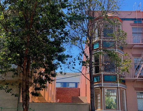 A tree stands in front of a building with a balcony.